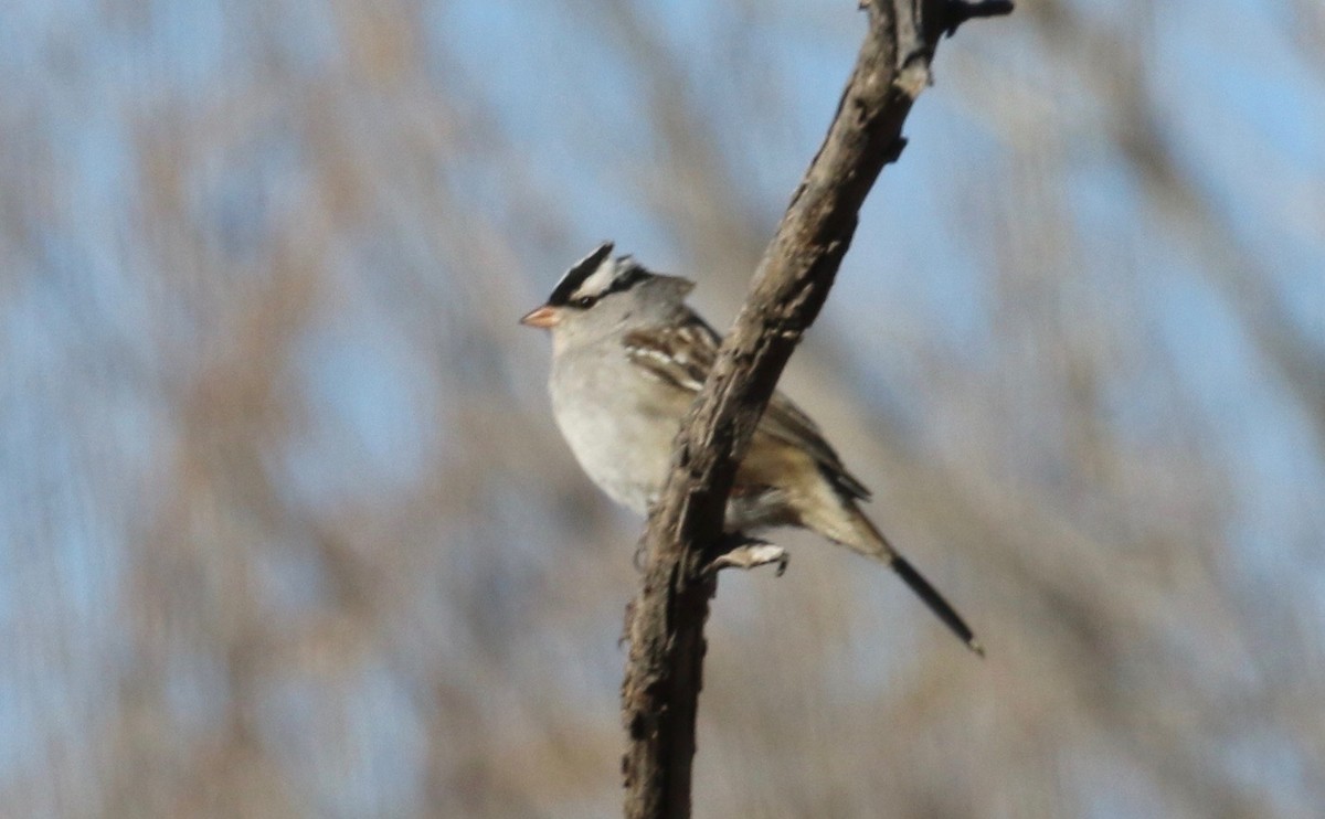 White-crowned Sparrow (Dark-lored) - ML82377851