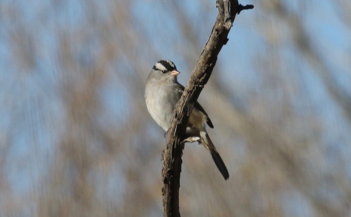 White-crowned Sparrow (Dark-lored) - Laurens Halsey