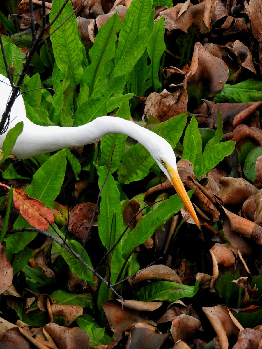 Great Egret - Eric Haskell