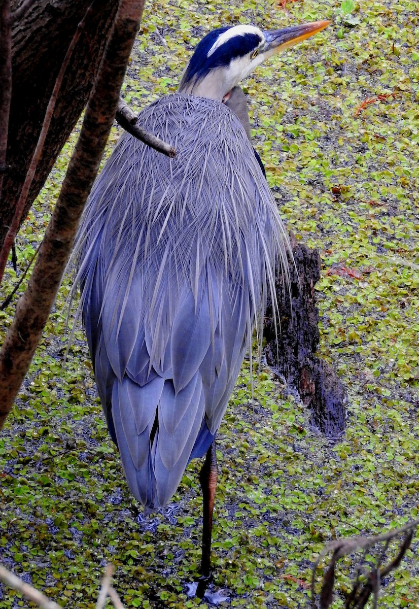 Great Blue Heron - Eric Haskell