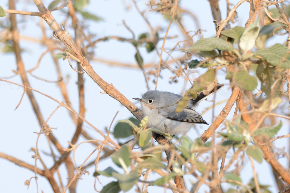 Blue-gray Gnatcatcher - Miguel Aguilar @birdnomad