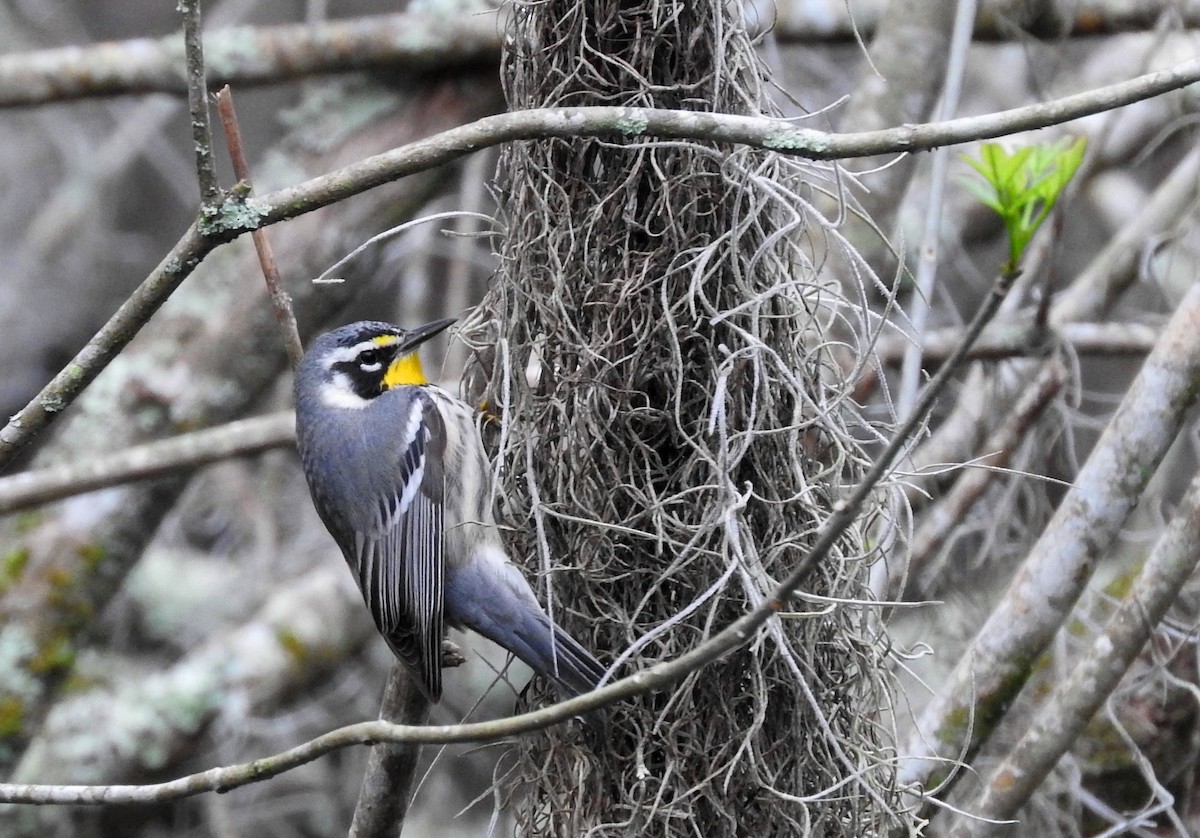 Yellow-throated Warbler - Eric Haskell