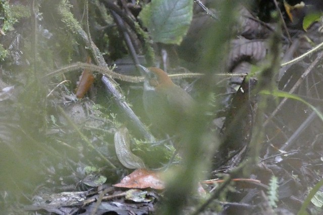 Bird in its habitat; Cuzco [Cusco], Peru. - White-throated Antpitta - 