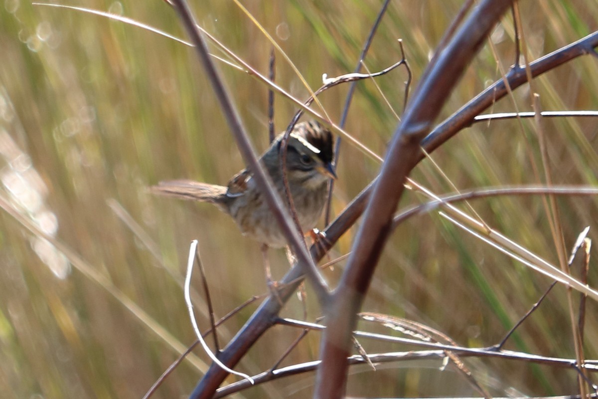 Swamp Sparrow - ML82381241
