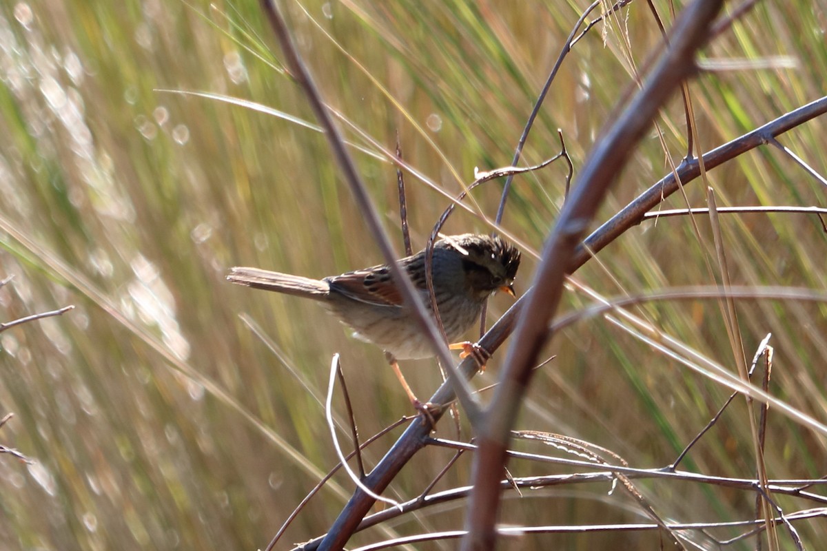 Swamp Sparrow - ML82381391