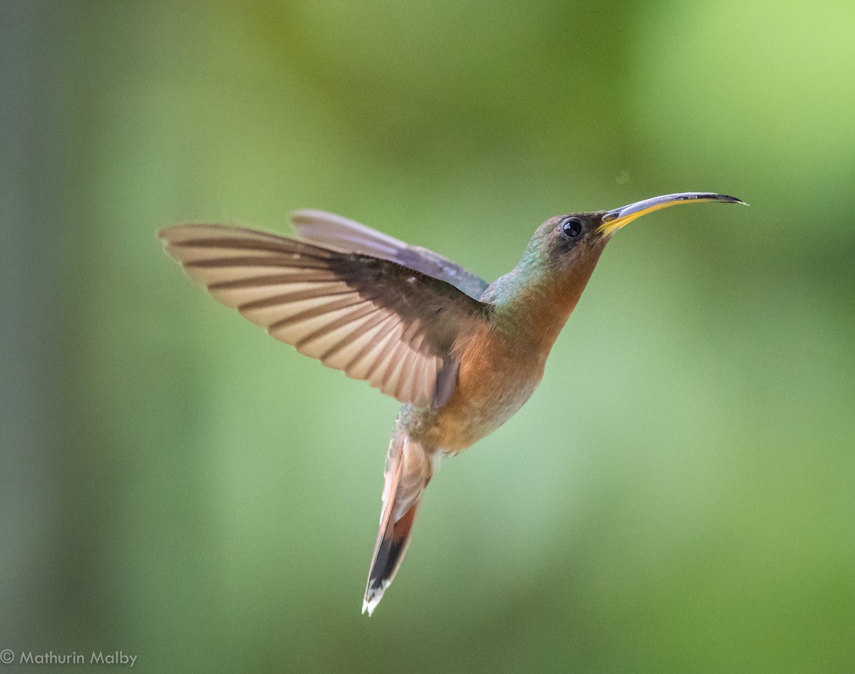 Rufous-breasted Hermit - ML82381471