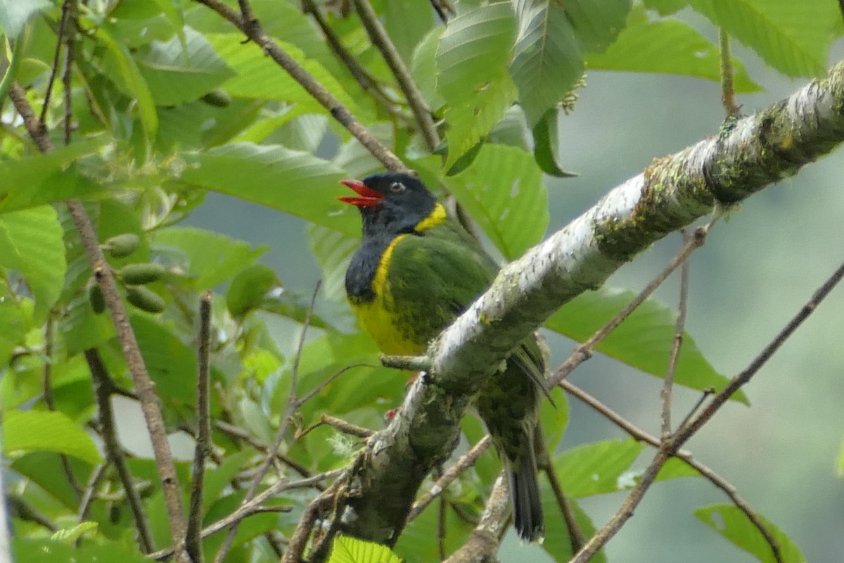 Band-tailed Fruiteater - ML82381541