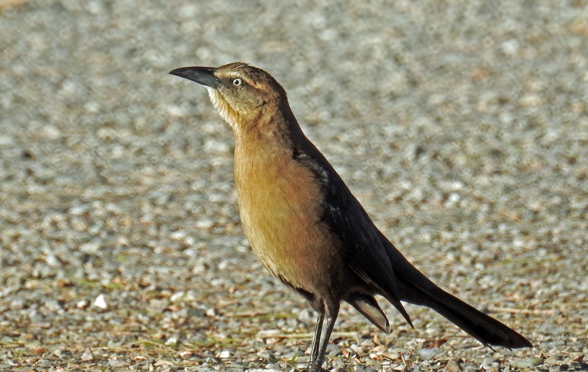 Great-tailed Grackle - ML82381681