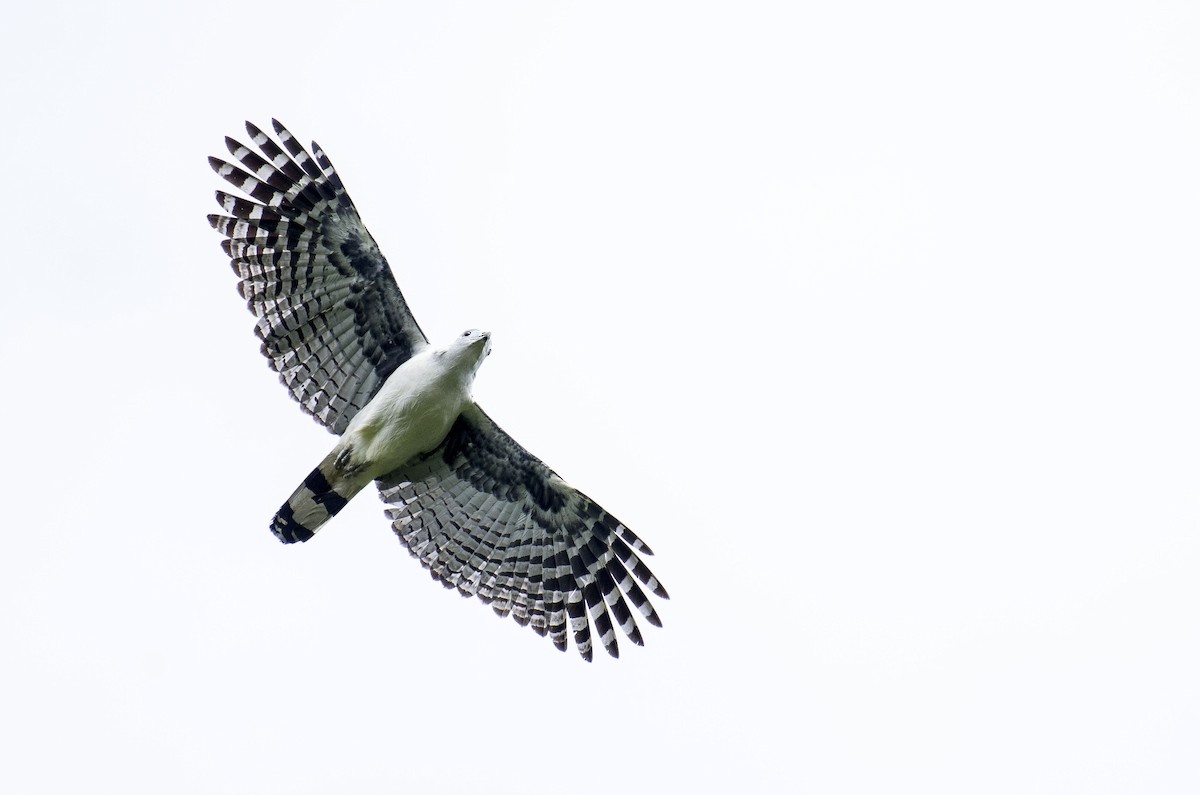Gray-headed Kite - Cyril Coomansingh