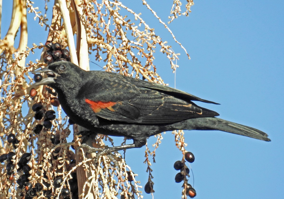 Red-winged Blackbird - ML82382171