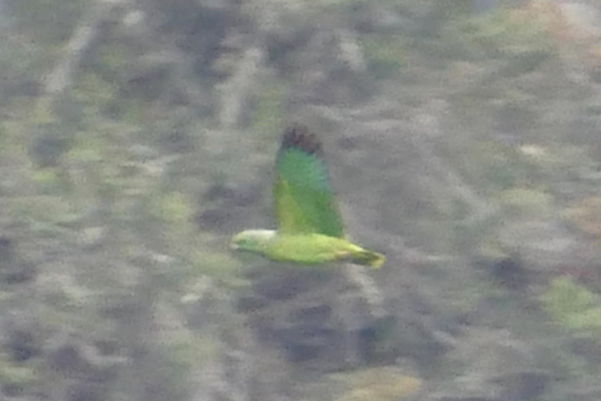Scaly-naped Parrot - ML82387141