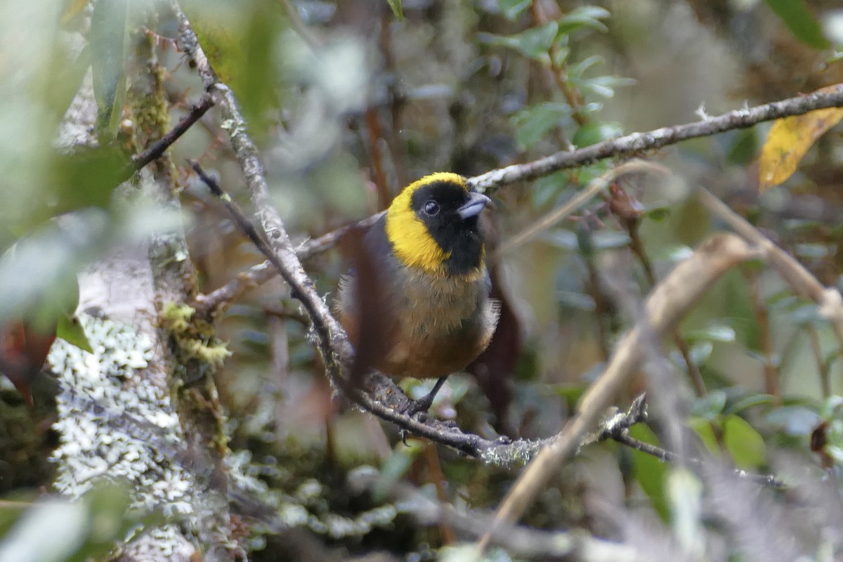 Golden-collared Tanager - ML82387981