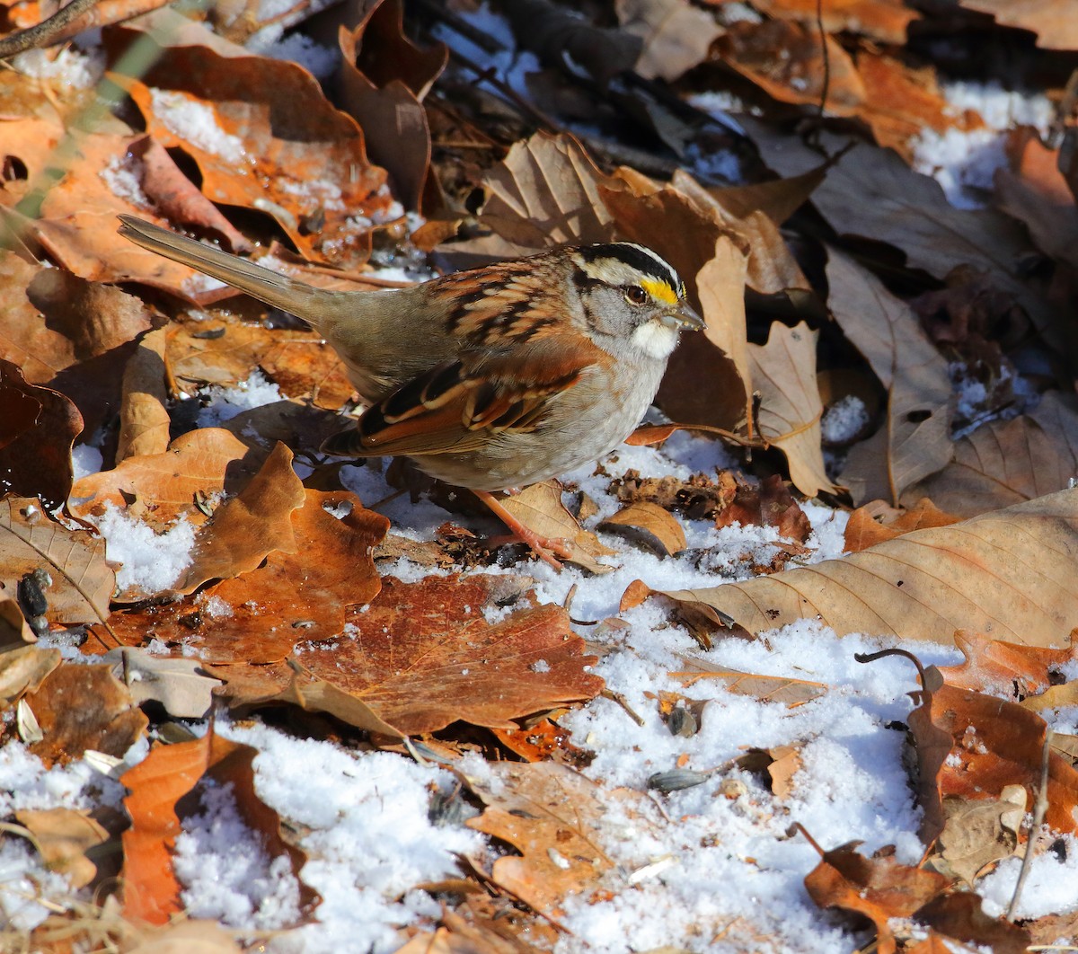 White-throated Sparrow - Bala Chennupati