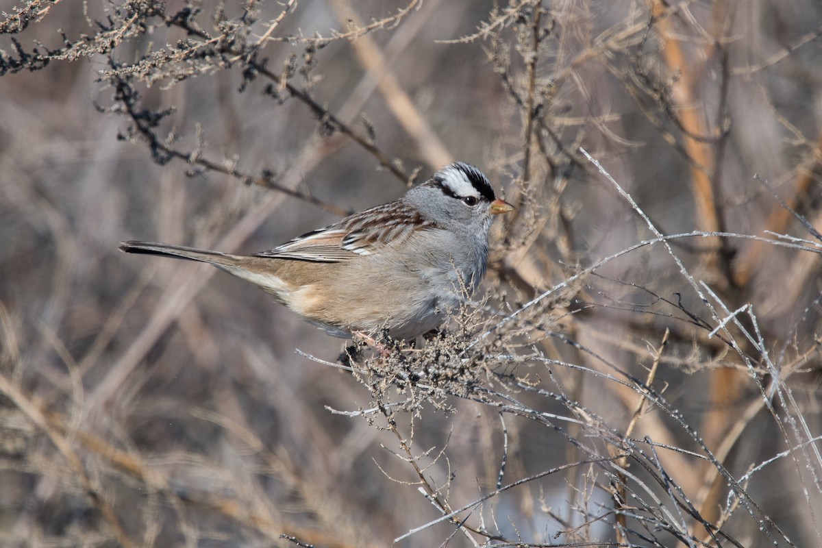 White-crowned Sparrow - Graham Gerdeman