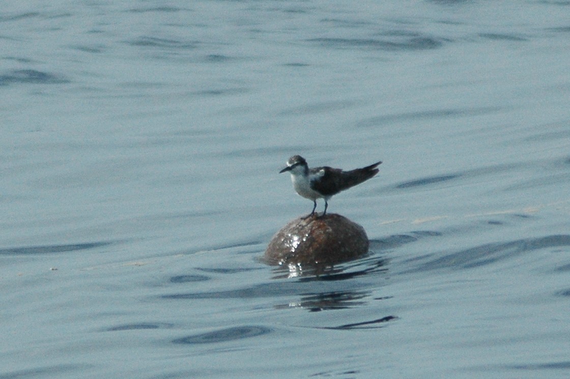Bridled Tern - Lary Brown