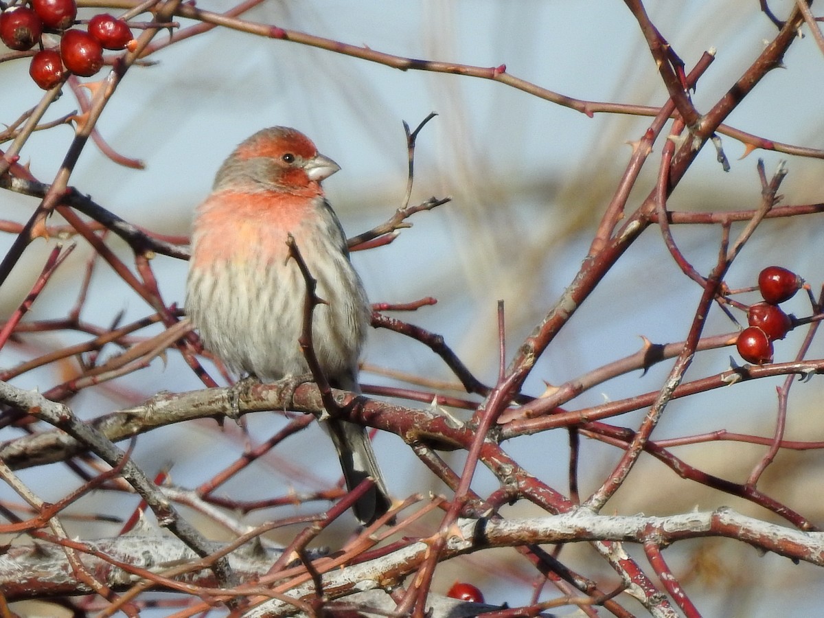 House Finch - Lauri Taylor