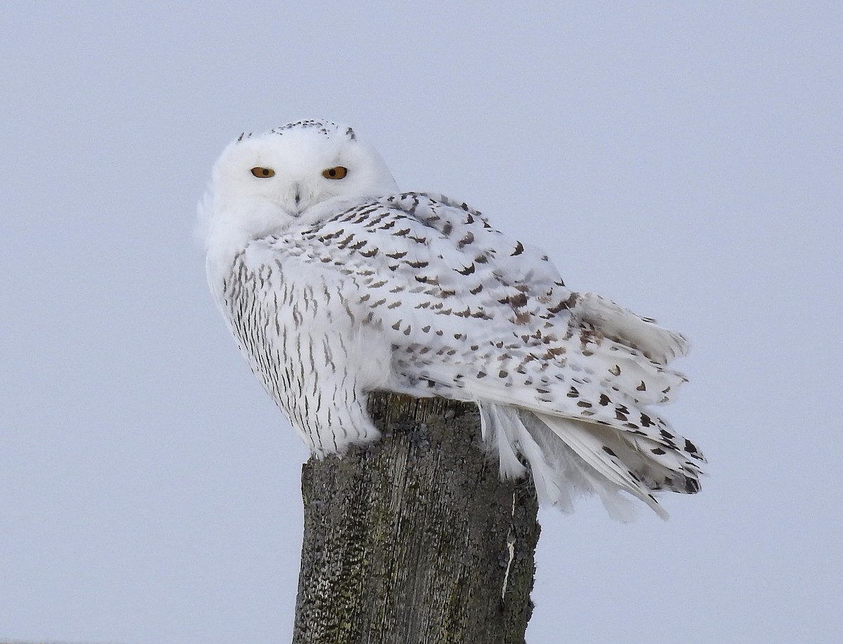 Snowy Owl - Barbara N. Charlton
