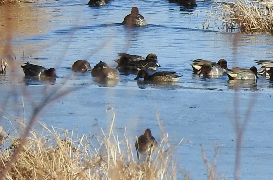 Green-winged Teal - ML82397741