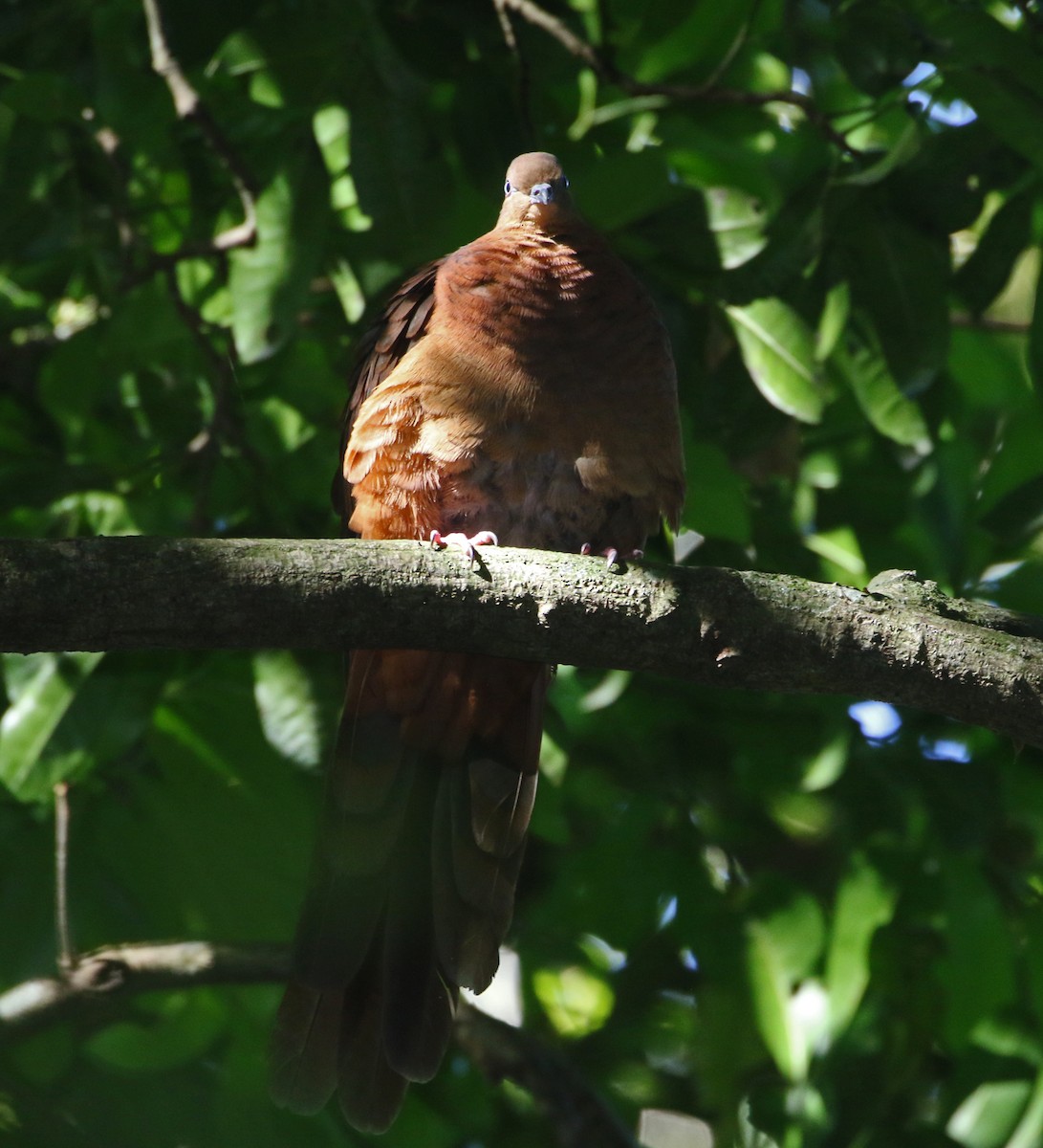 Brown Cuckoo-Dove - ML82401731