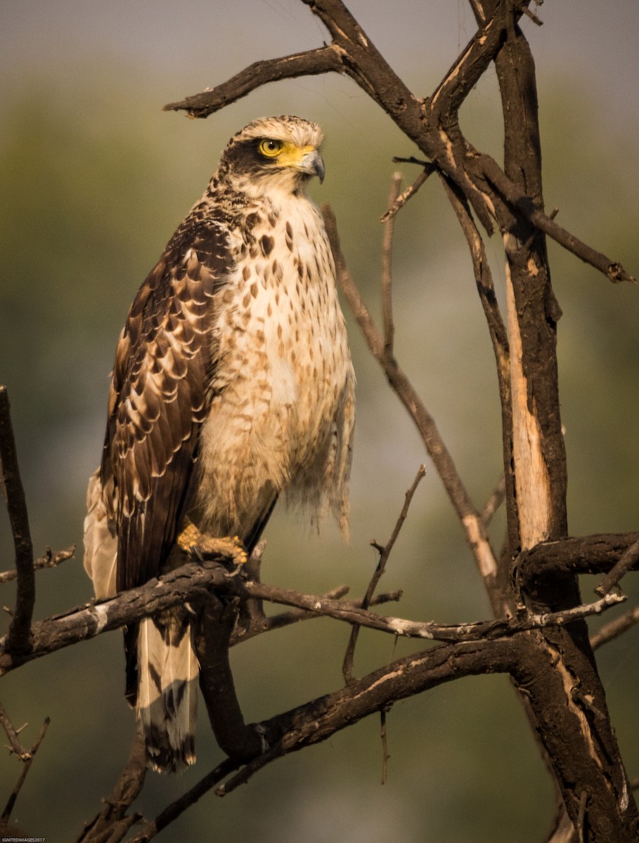 Crested Serpent-Eagle - ML82405781