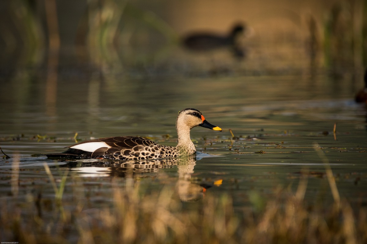 Indian Spot-billed Duck - ML82405891
