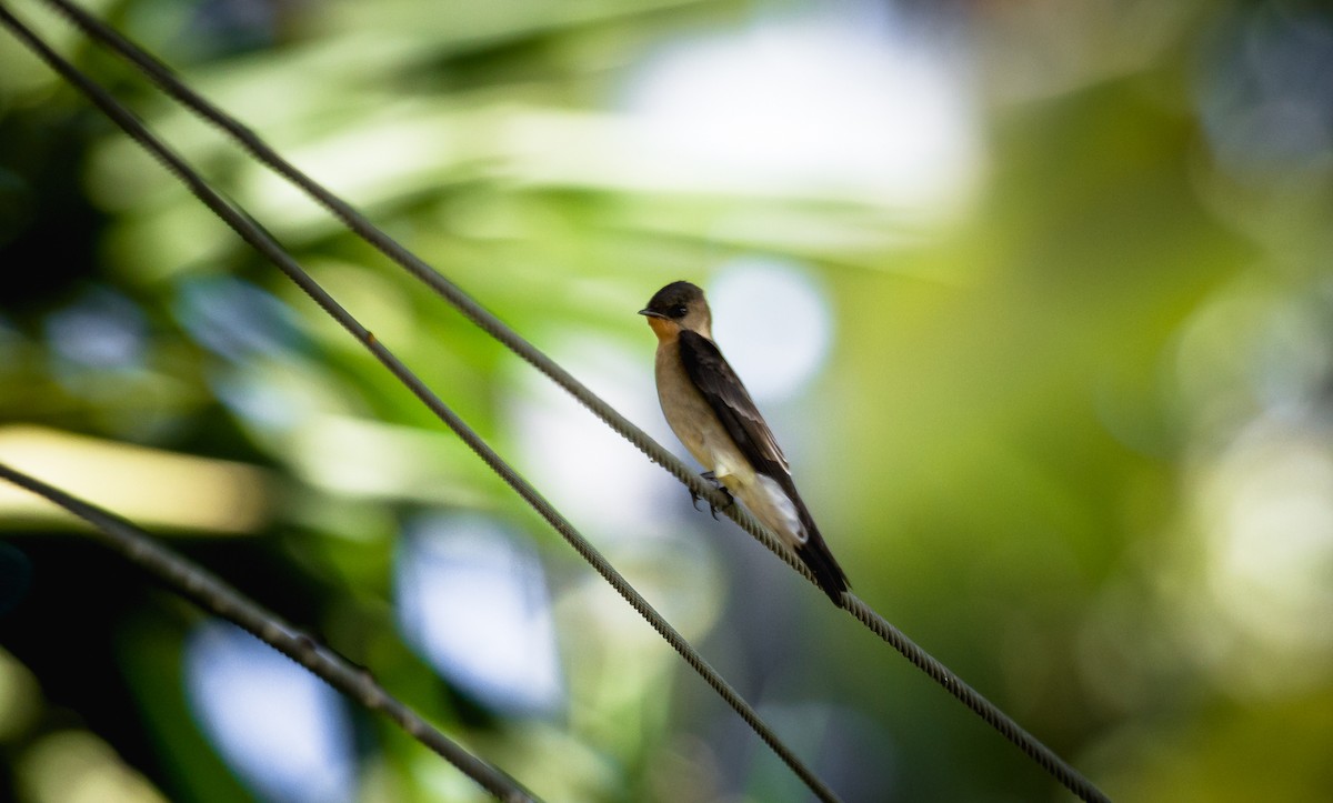 Southern Rough-winged Swallow - David Monroy Rengifo