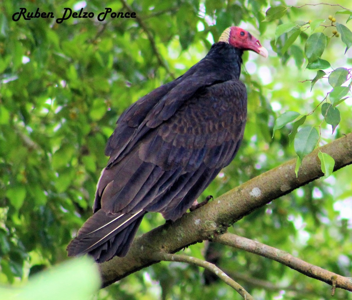 Turkey Vulture - RUBEN DELZO PONCE