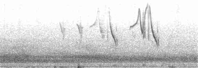 Band-tailed Sierra Finch - ML82407771