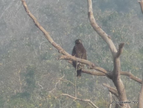 Greater Spotted Eagle - Sivakumar SS