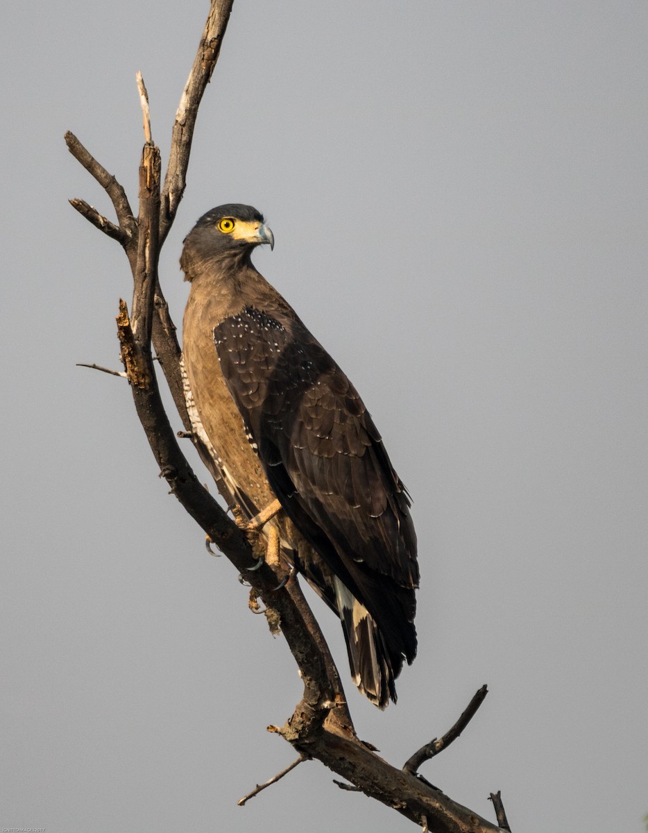Crested Serpent-Eagle - ML82408091