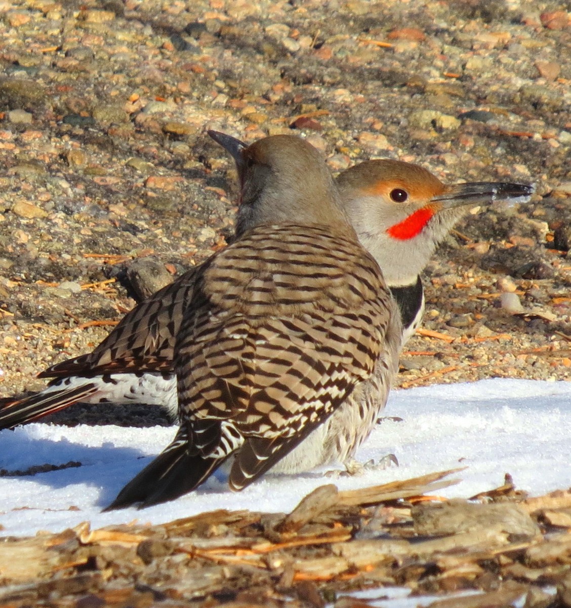 Northern Flicker (Red-shafted) - ML82408111