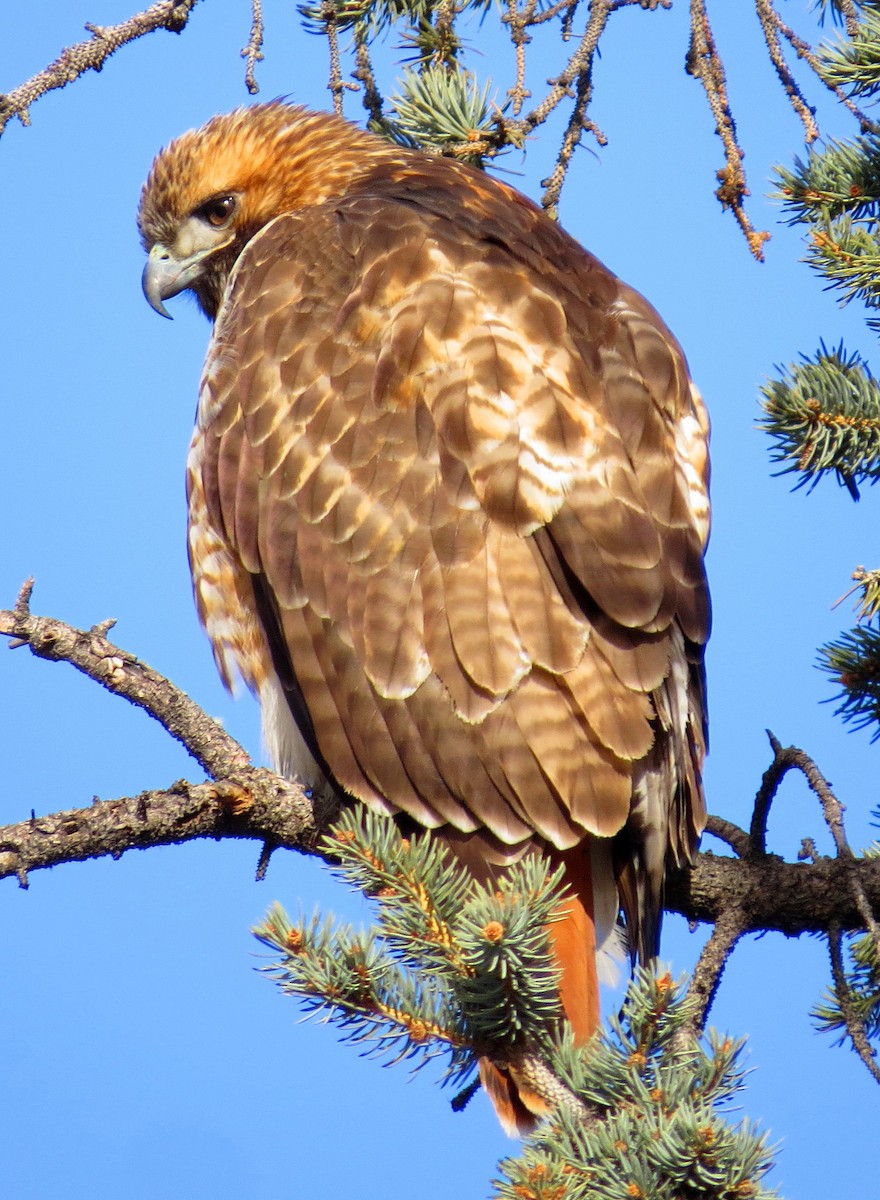Red-tailed Hawk - Patrick O'Driscoll
