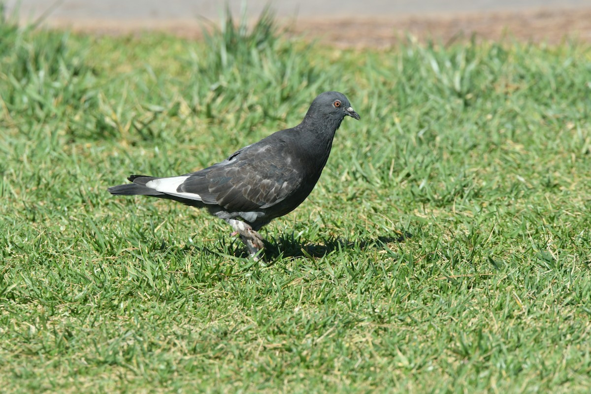 Rock Pigeon (Feral Pigeon) - Glenda Jones