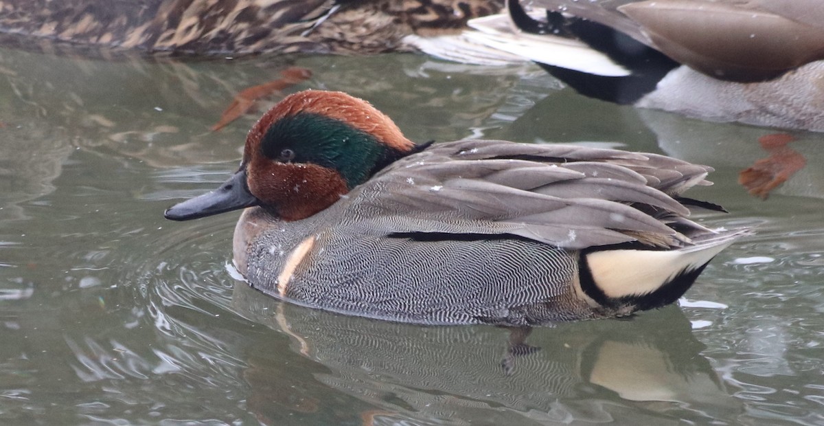 Green-winged Teal - Jean Laperrière COHL