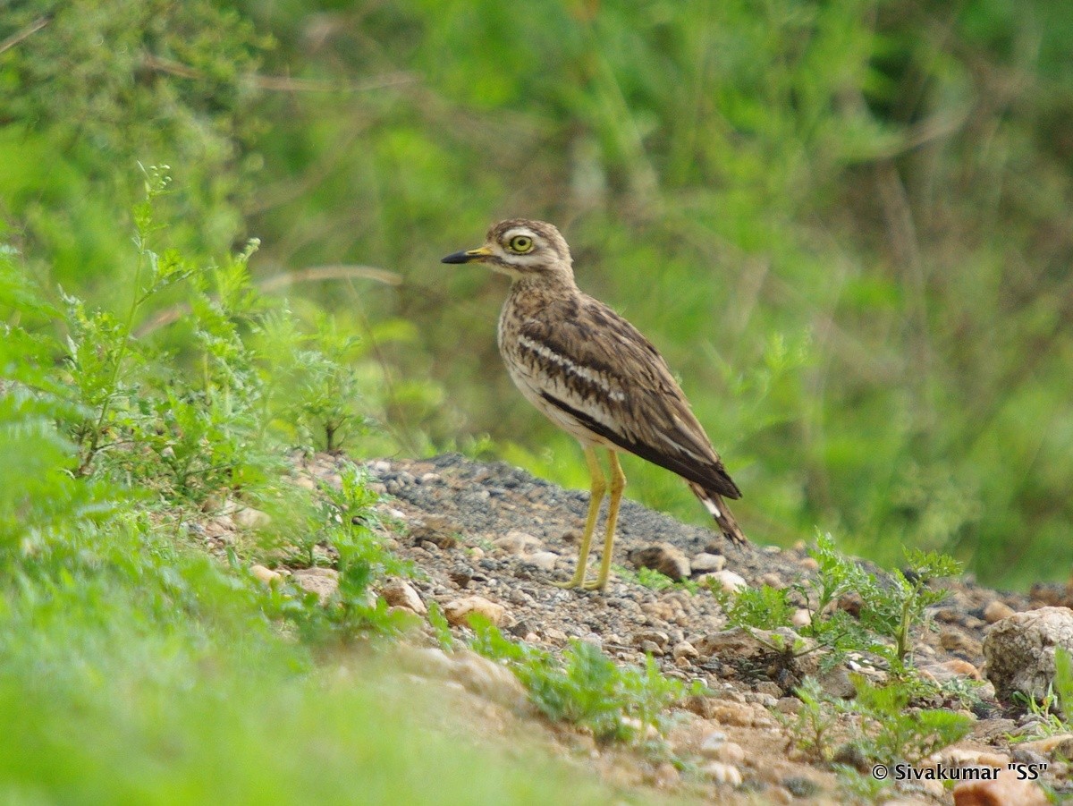 Indian Thick-knee - ML82410281