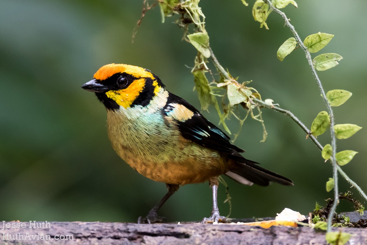 Flame-faced Tanager - Jesse Huth