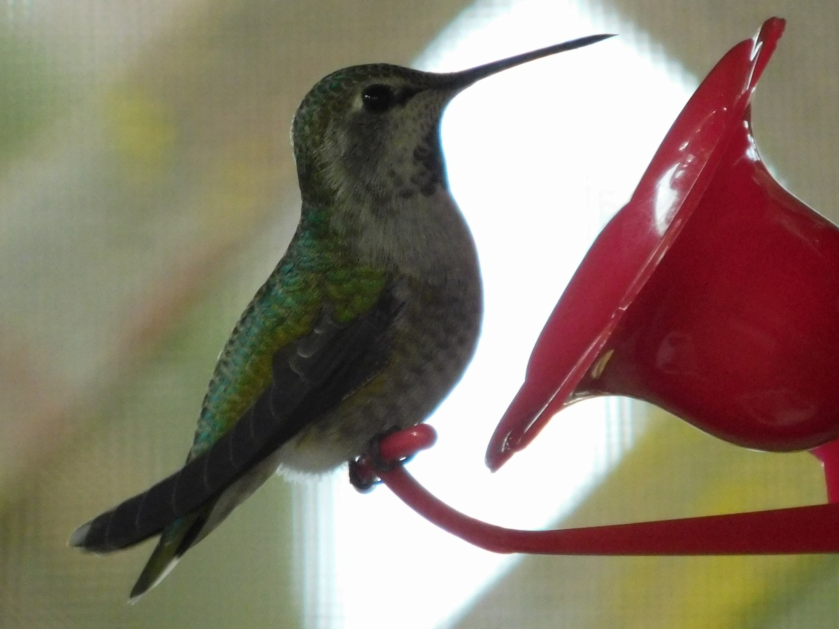 Anna's Hummingbird - Linda Hagen