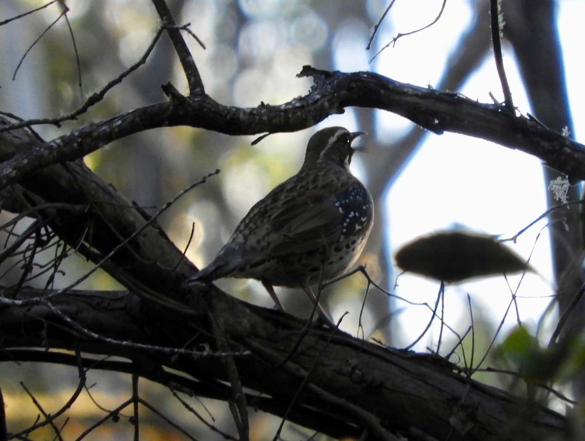 Spotted Quail-thrush - Anonymous