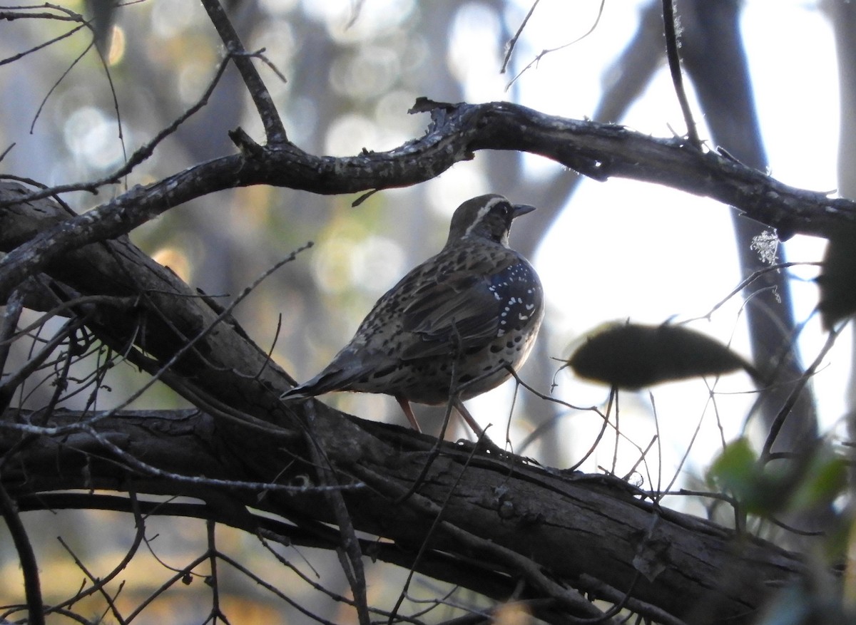 Spotted Quail-thrush - Anonymous