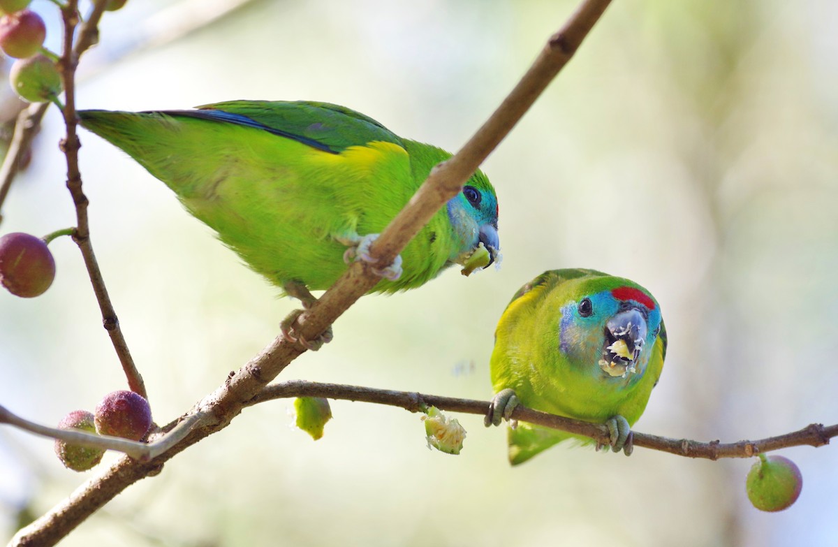 Double-eyed Fig-Parrot - Thibaud Aronson