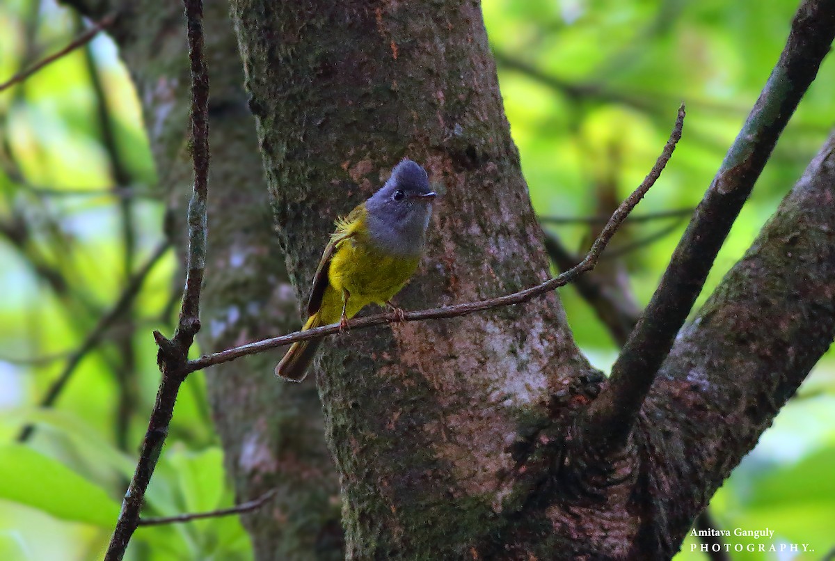 Gray-headed Canary-Flycatcher - Amitava Ganguly