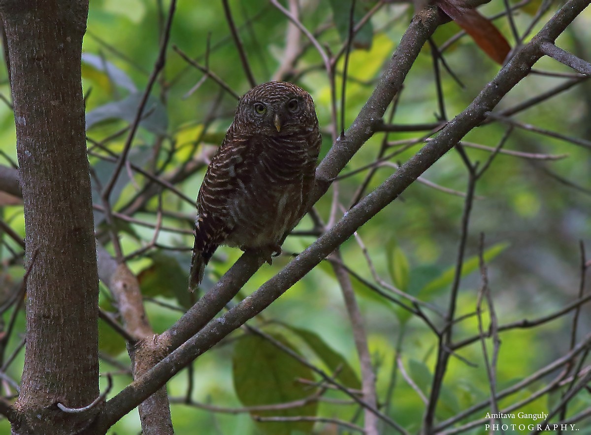 Asian Barred Owlet - Amitava Ganguly