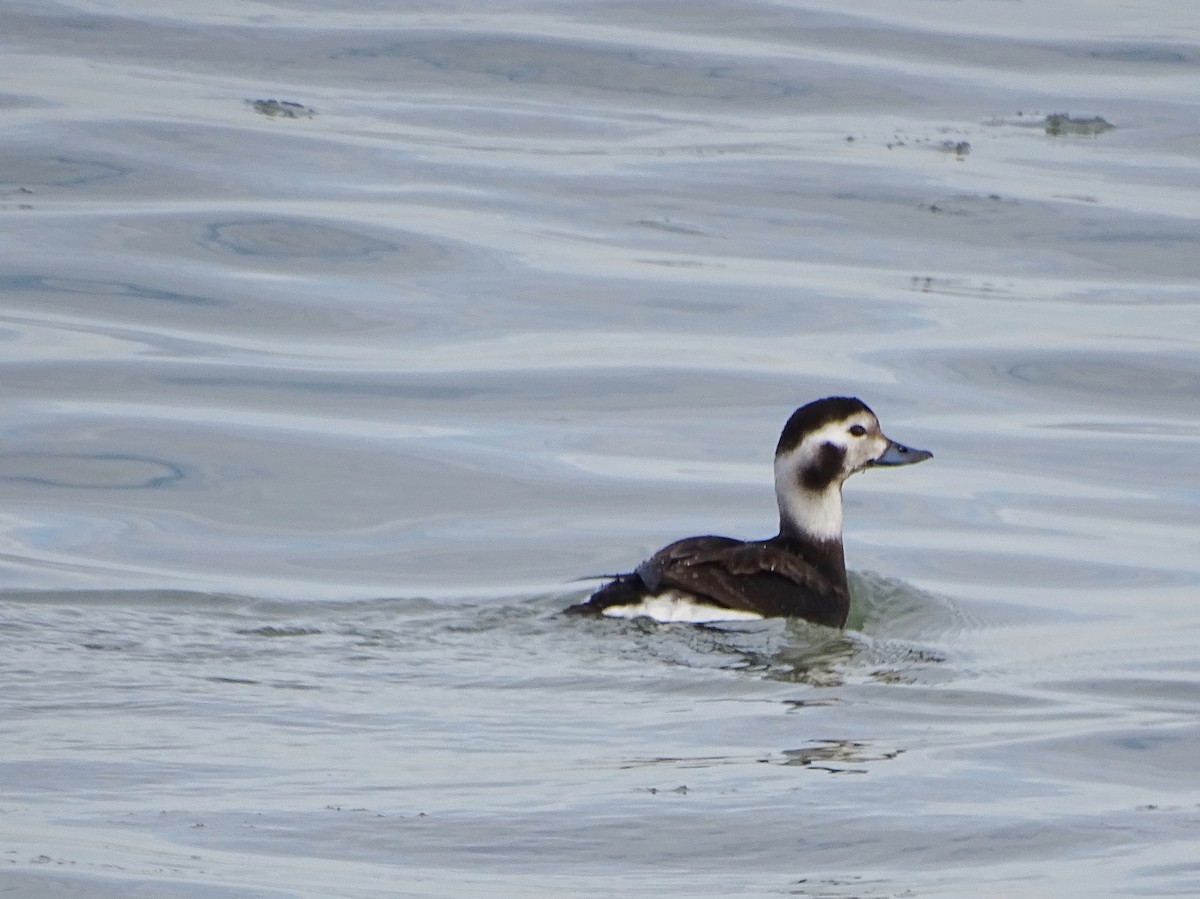 Long-tailed Duck - Fred Dike