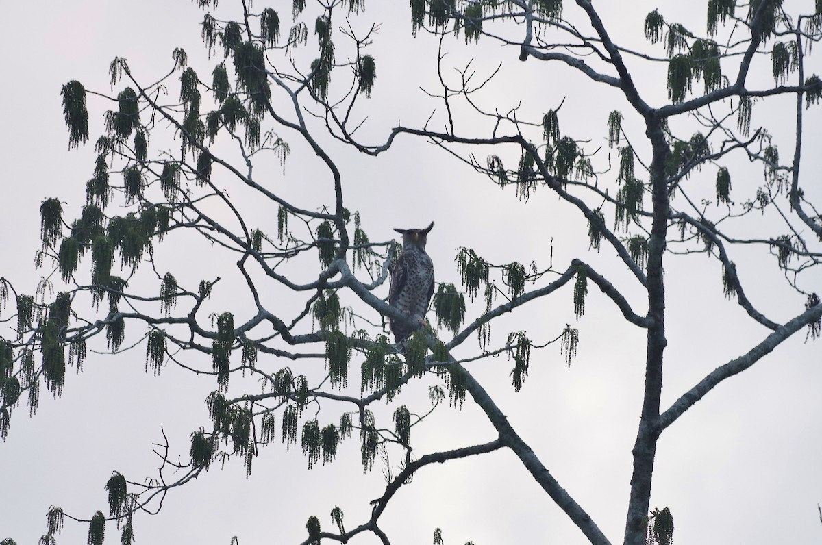 Spot-bellied Eagle-Owl - Thibaud Aronson