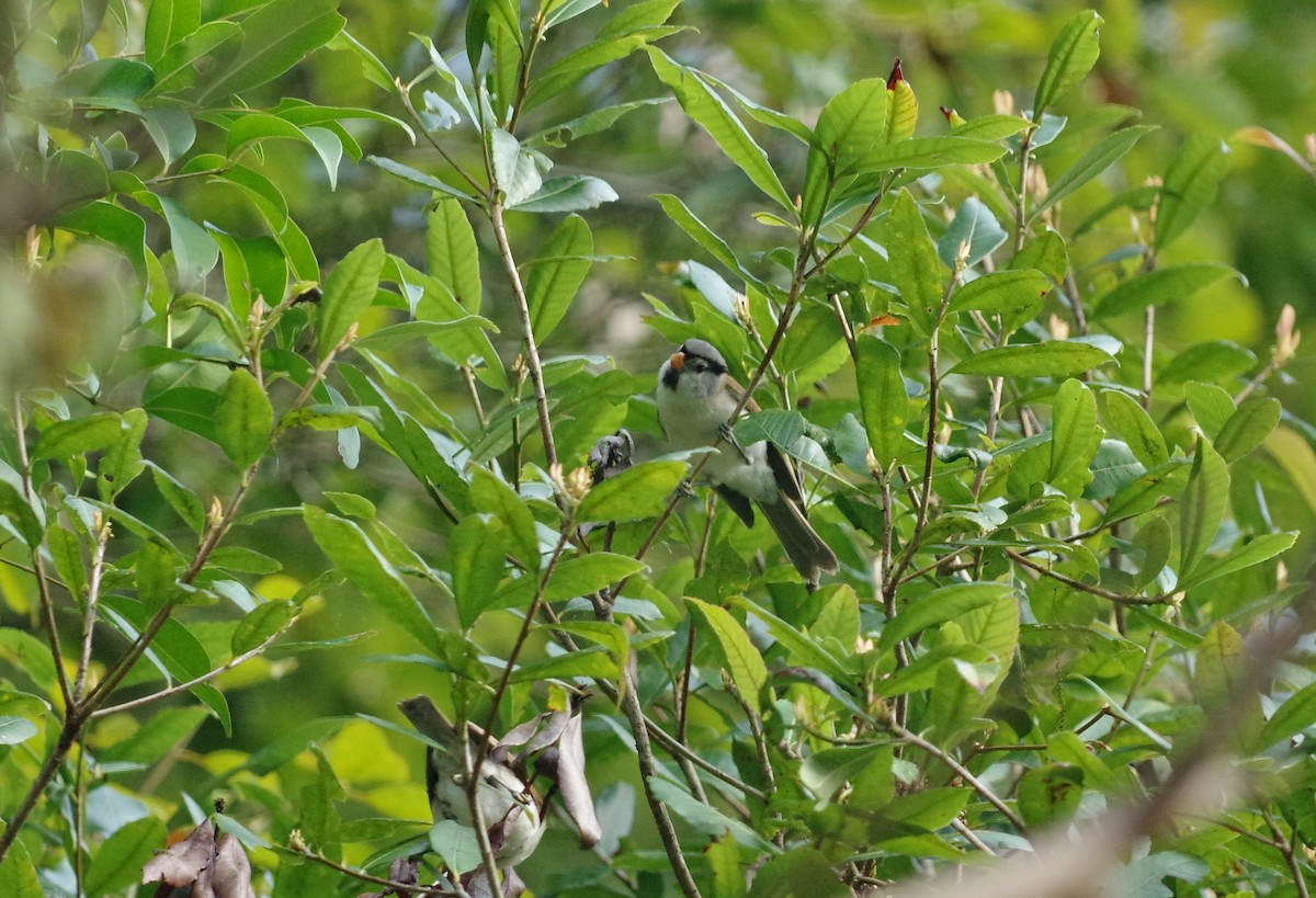 Gray-headed Parrotbill - Thibaud Aronson