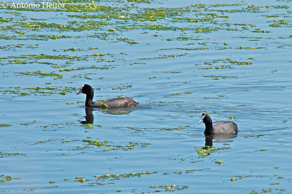 Red-knobbed Coot - ML82428351