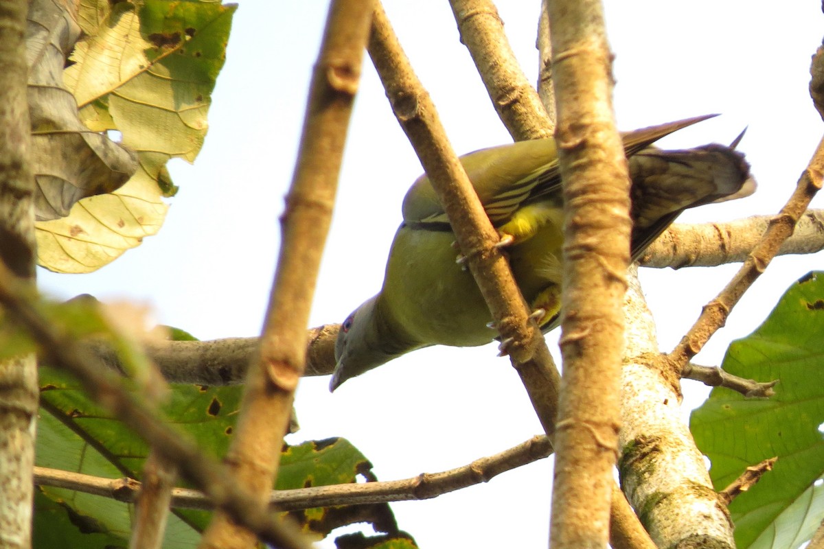 Yellow-footed Green-Pigeon - ML82428481