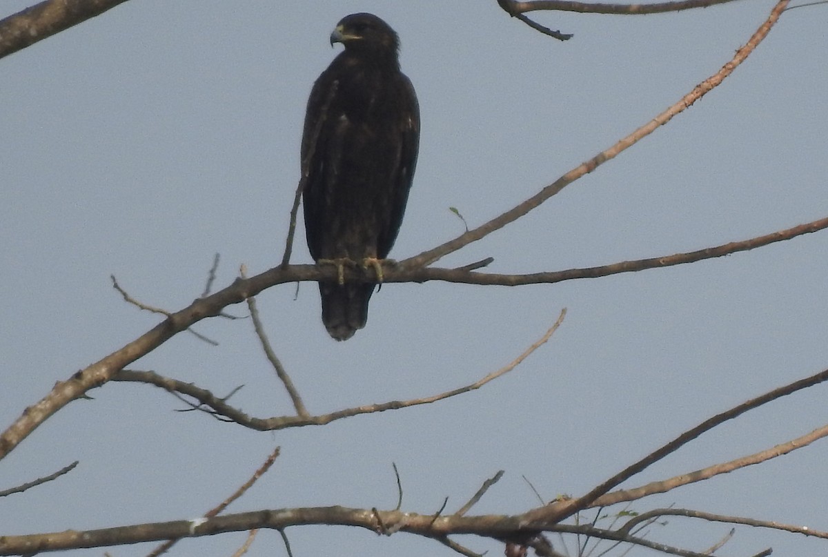 Greater Spotted Eagle - ML82429811