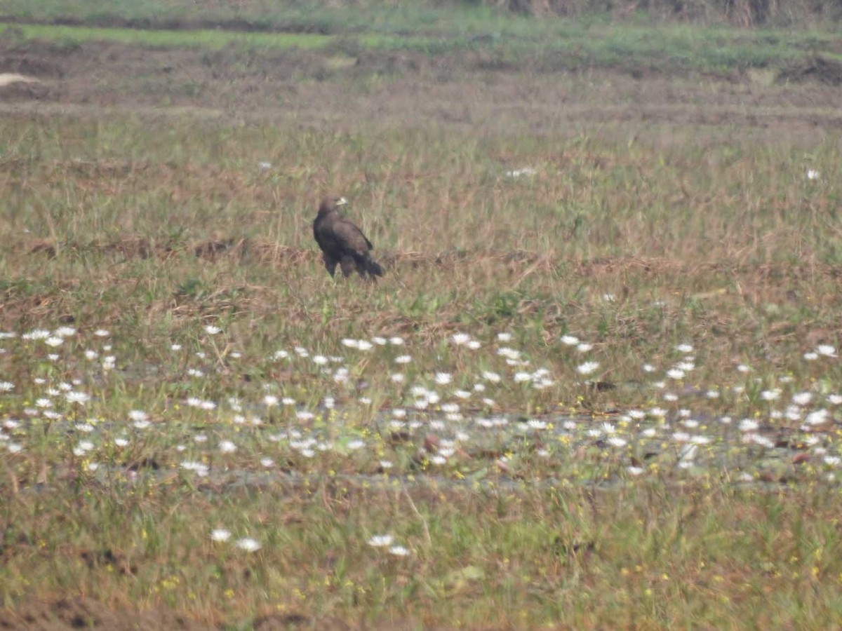 Greater Spotted Eagle - HARI MAVELIKARA