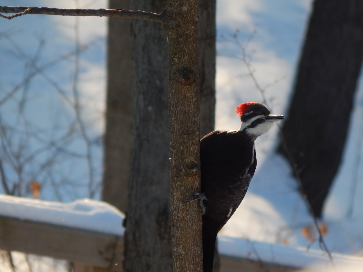 Pileated Woodpecker - Beth Karapandzich
